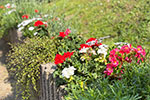 Blumenbepflanzung